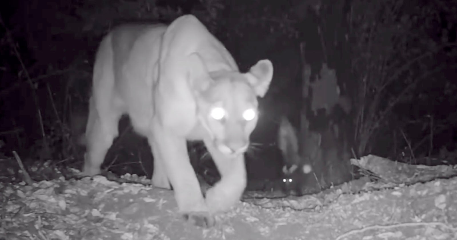 Skunk Confronts Mountain Lion in Incredible Trail Camera Footage
