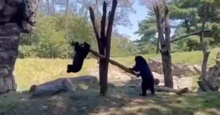 Incredible Footage Shows Andean Bears Using Tree Branch Like a See-Saw