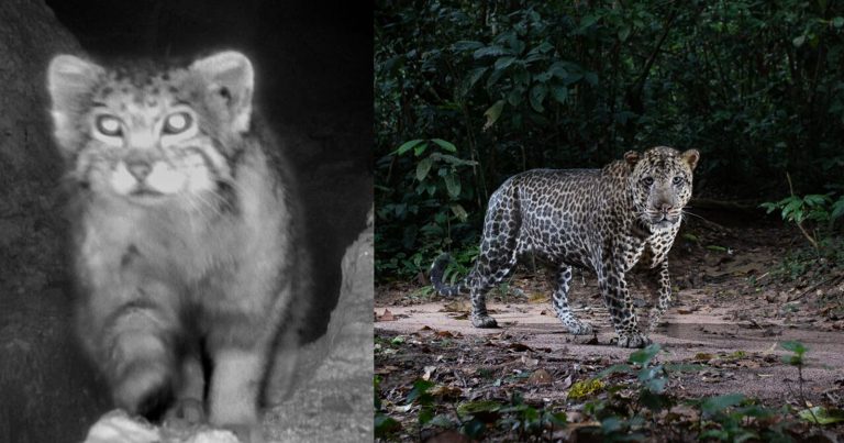 The Best Trail Camera Photos of 2025