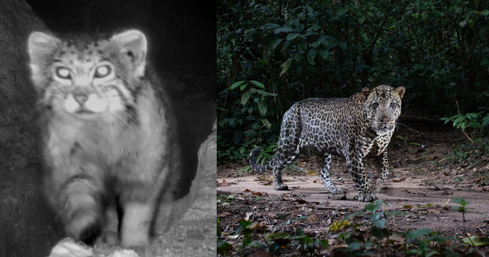 The Best Trail Camera Photos of 2025