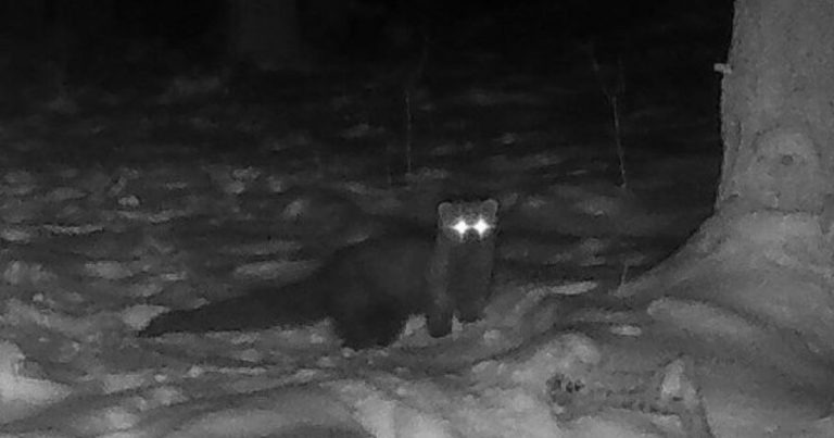 Trail Camera Captures Elusive ‘Fisher’ in Ohio County for First Time Since 1800s