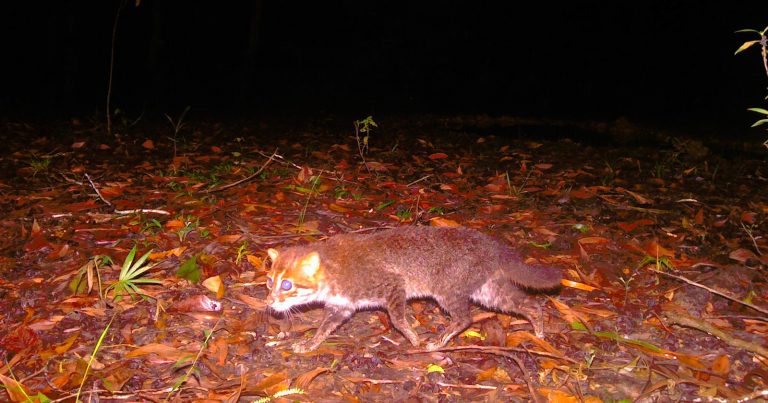 ‘Likely Extinct’ Flat-Headed Cat Captured on Trail Camera