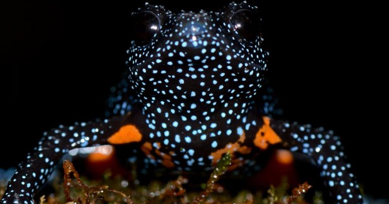 Wildlife Photographers Accused of Destroying Habitat as Rare ‘Galaxy Frogs’ Vanish