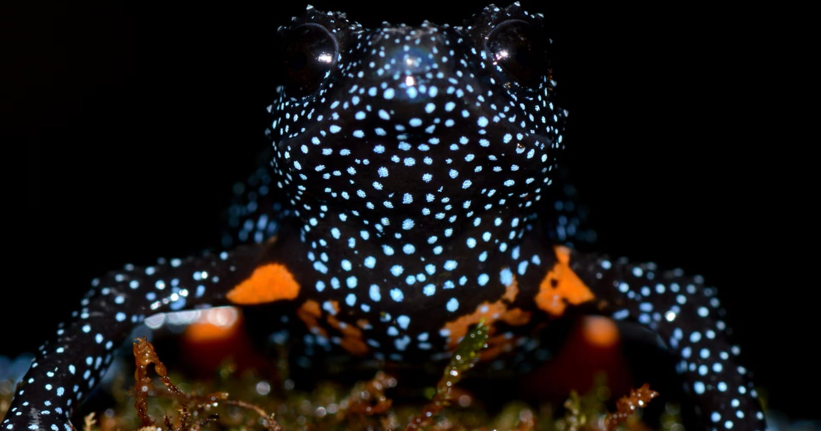 Wildlife Photographers Accused of Destroying Habitat as Rare ‘Galaxy Frogs’ Vanish