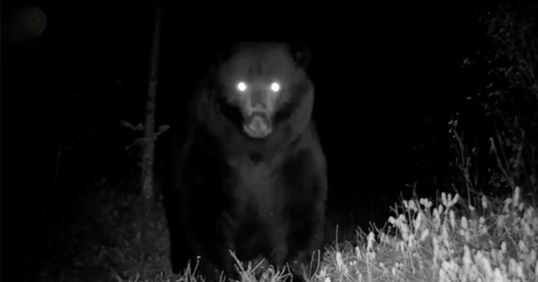 Grizzly Bear Filmed Having a Strange Reaction to Trail Camera