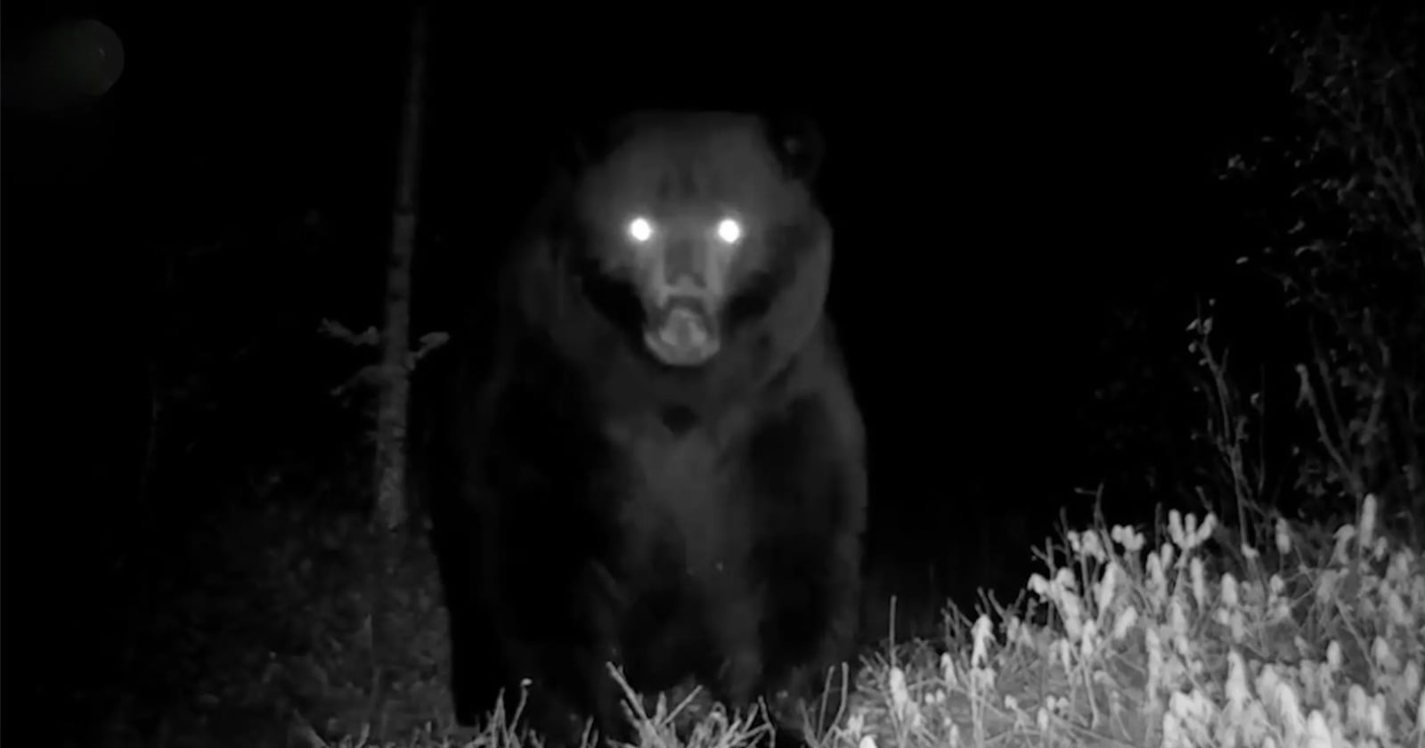 Grizzly Bear Filmed Having a Strange Reaction to Trail Camera