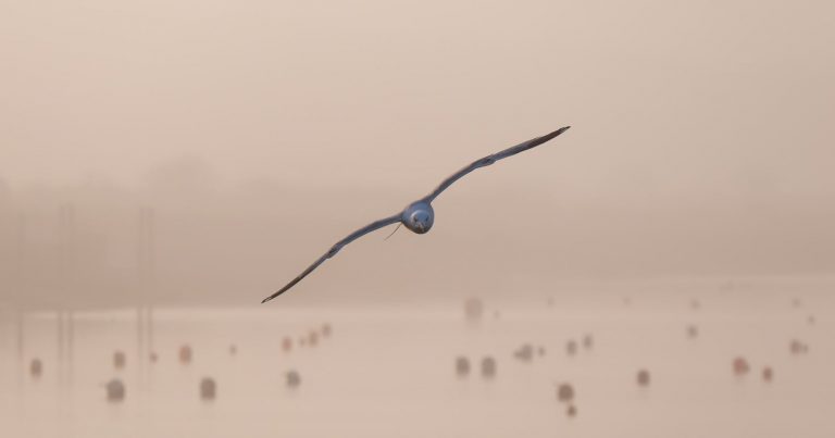 How to Be Precise With Your Photograph’s Depth of Field