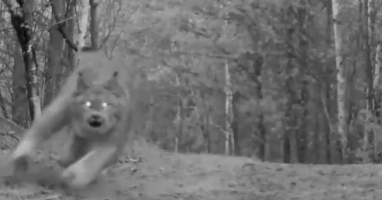 Hear the Haunting Sounds of Two Rare Lynx Fighting on Trail Camera