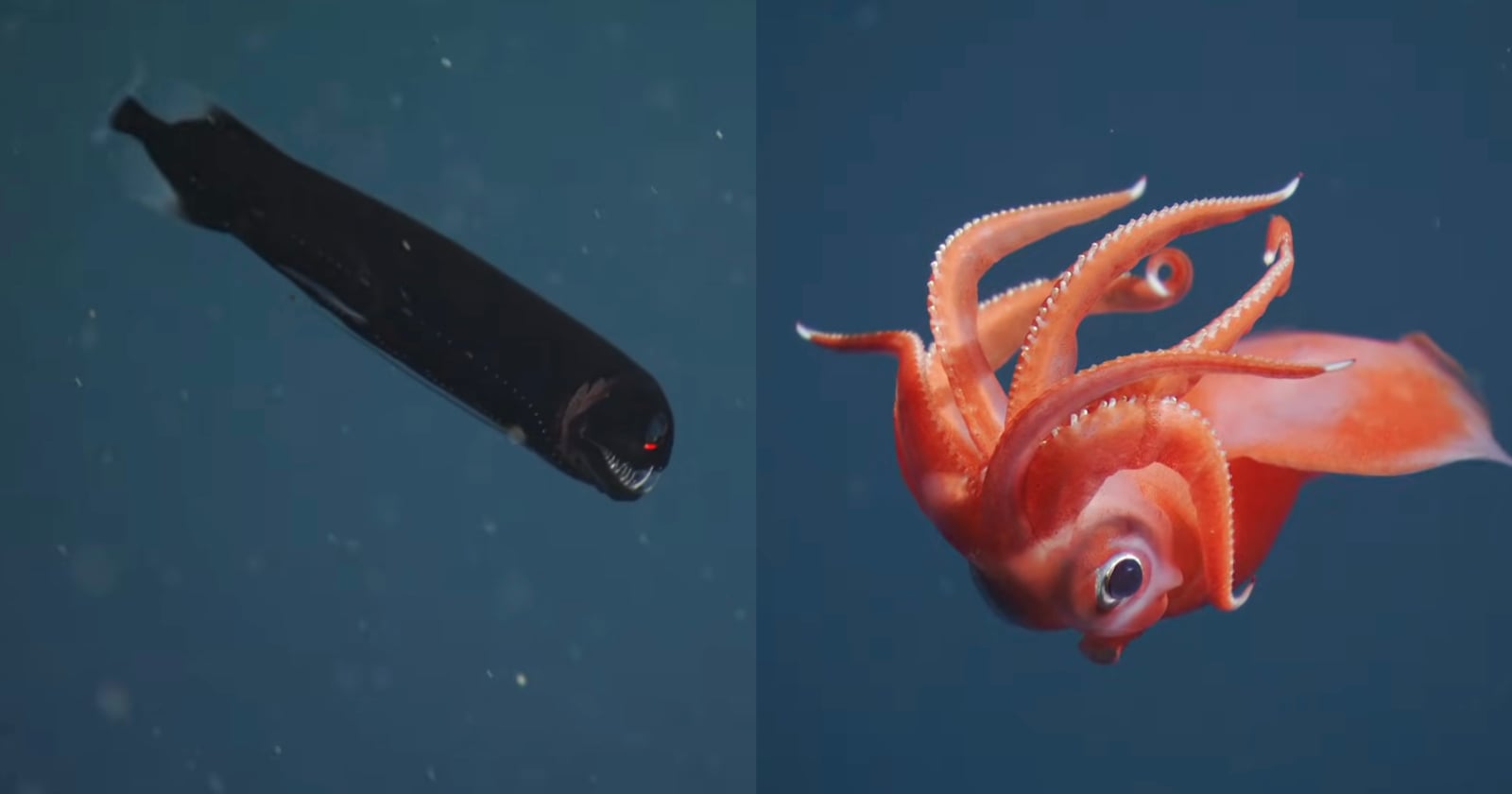 Stunning 4K Footage of the Most Spectacular Deep Sea Creatures Filmed in 2025