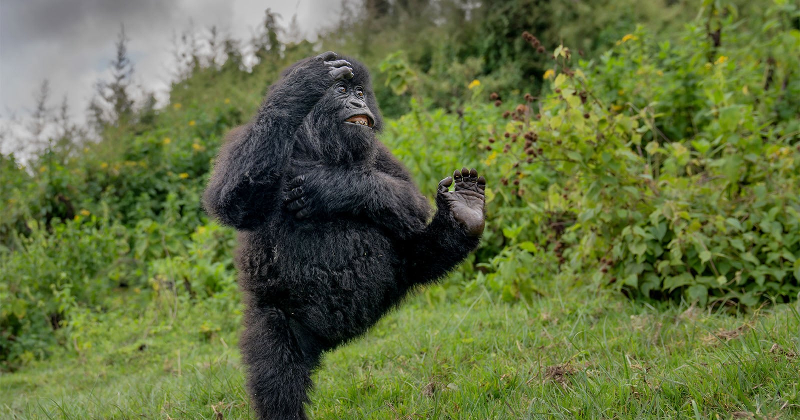 Hilarious Photo of Dancing Gorilla Wins Nikon Comedy Wildlife Awards