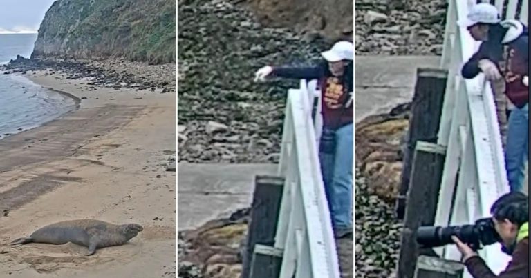 Photographer Caught on Camera Throwing Rocks at Protected Seal