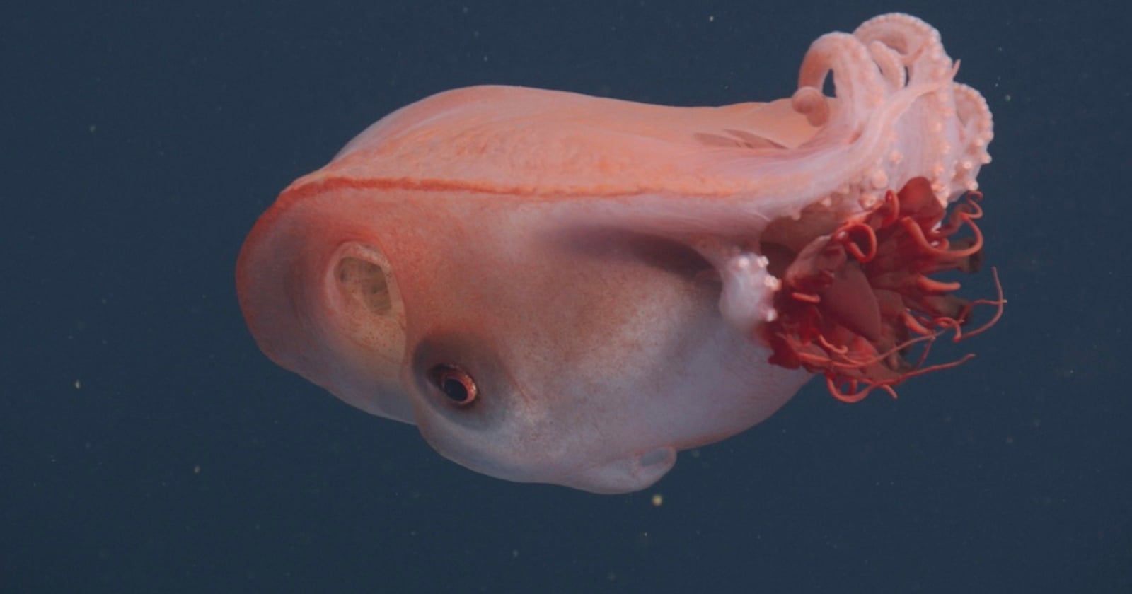 Rarely-Seen Seven-Arm ‘Blob’ Octopus Filmed by Underwater Camera