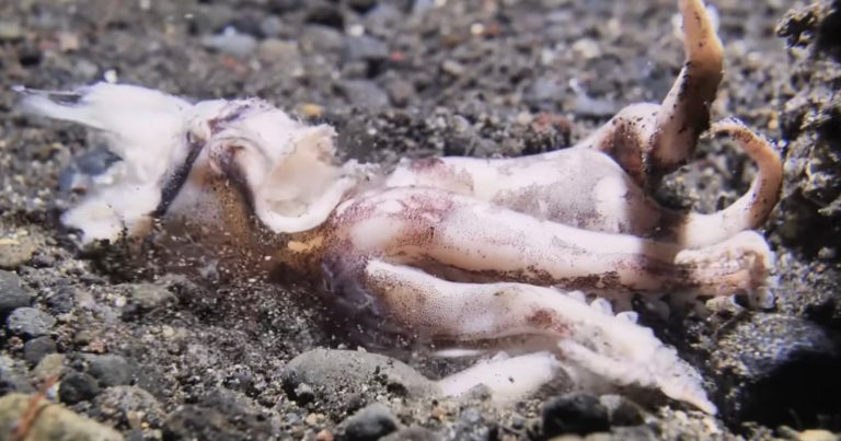 Ultra Slow-Motion Footage Shows Terrifying Bobbit Worm Striking Its Prey From Under The Sand