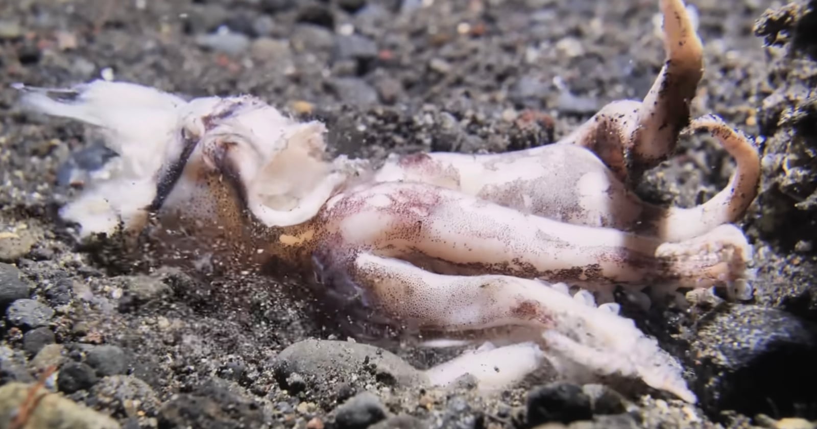 Ultra Slow-Motion Footage Shows Terrifying Bobbit Worm Striking Its Prey From Under The Sand