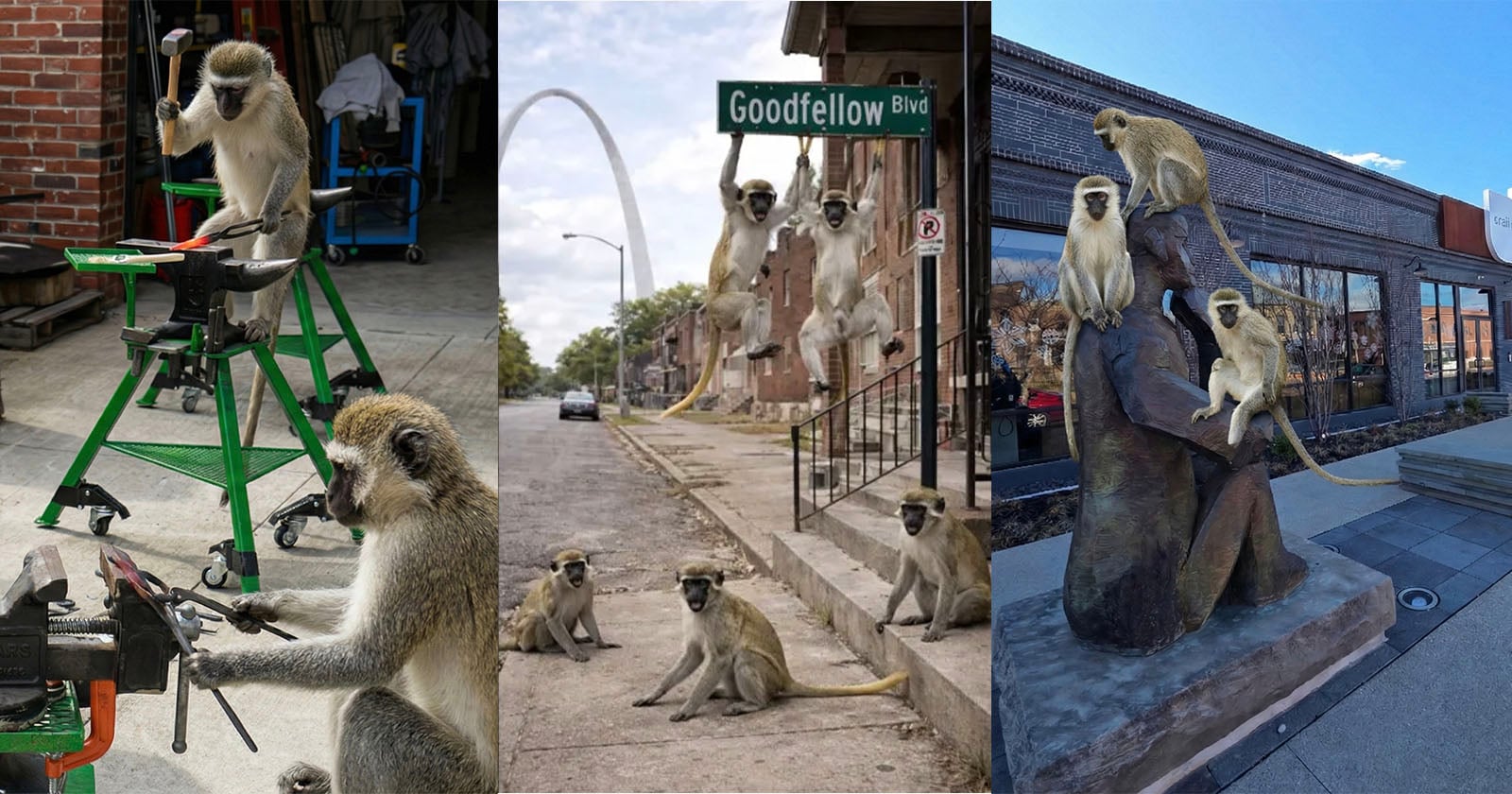 As Monkeys Escape Onto the Streets of St. Louis, AI Photos Add to the Chaos