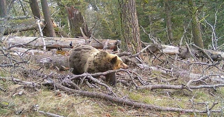 Trail Camera Captures Grizzly Bear in Area That Hasn’t Had Confirmed Sighting for 50 Years