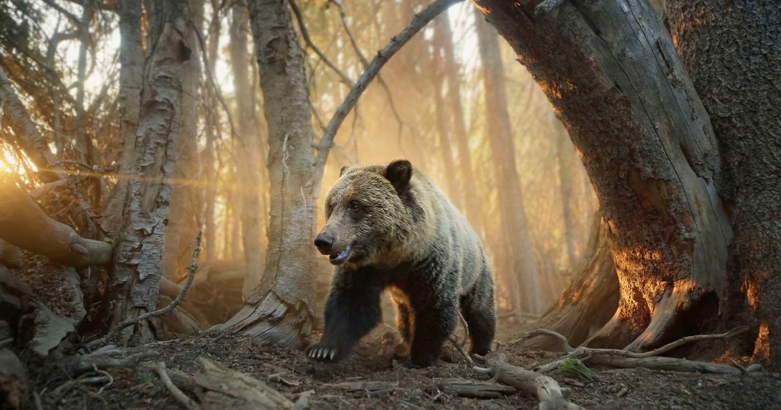 Cinematic Trail Cameras Capture How Grizzly Bears Raid Squirrel Food