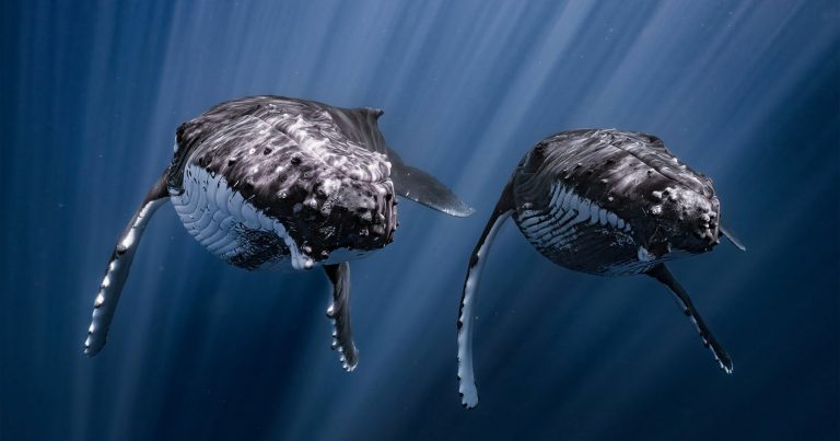 Humpback Whales Swimming in Sync Wins Underwater Photo Competition