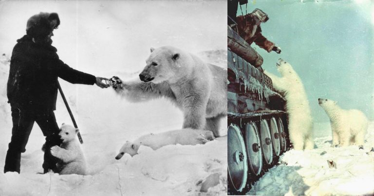 Jaw-Dropping Photos Show Soviet Soldiers Hand-Feeding Wild Polar Bears