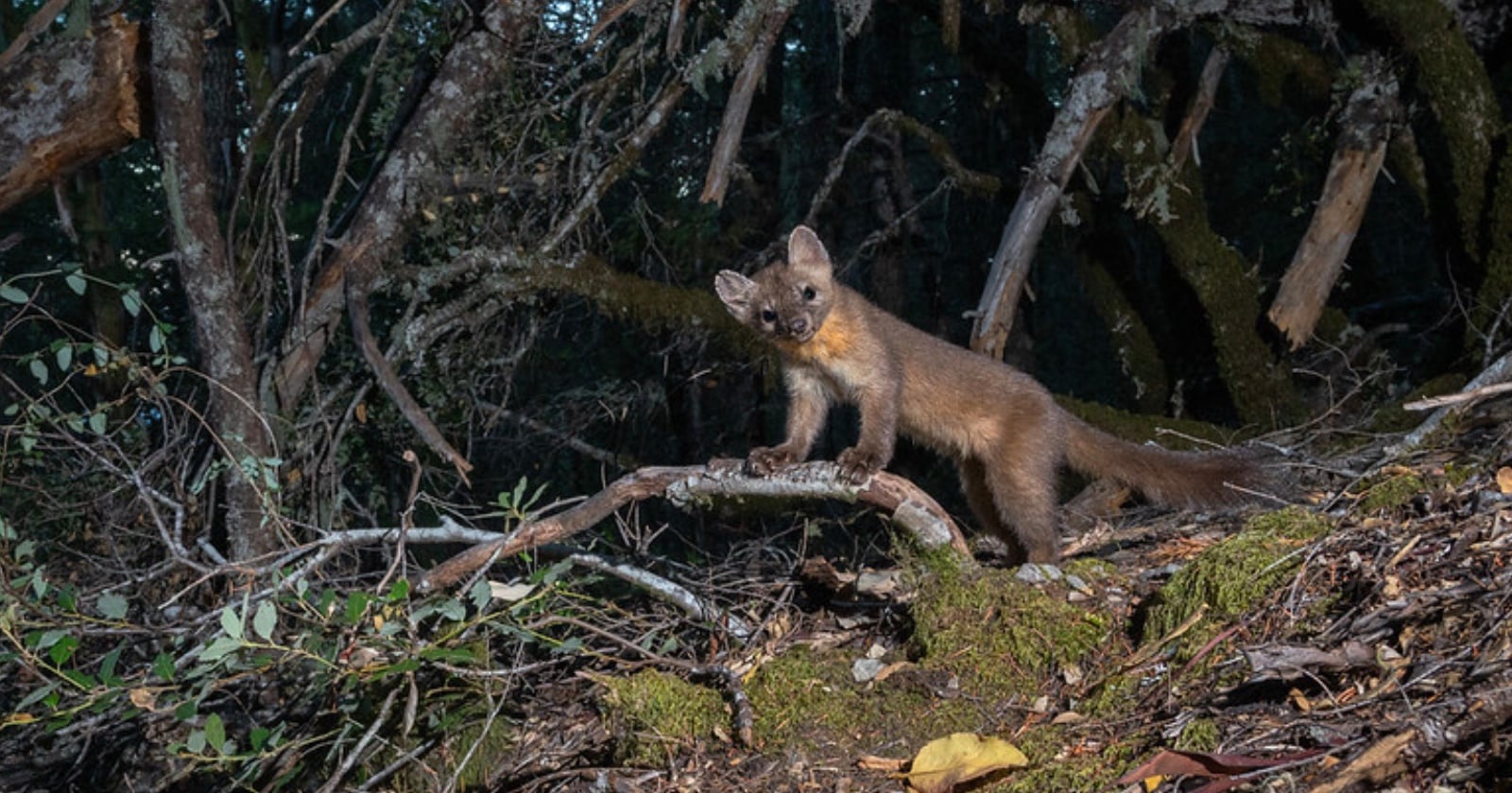 Researchers Use 135 Remote Cameras to Film Once ‘Extinct’ Coastal Martens in California