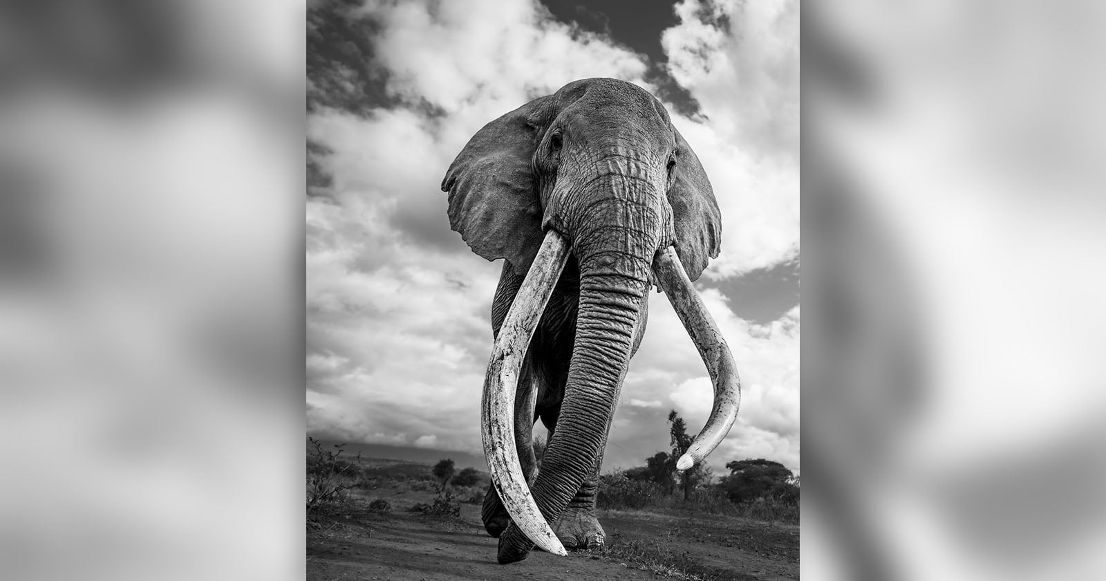 Craig, the Photographer-Favorite ‘Super Tusker’ African Elephant, Has Passed Away