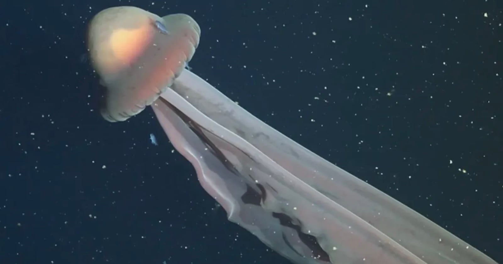 Deep-Sea Divers Capture Rare Footage of a Giant Phantom Jellyfish