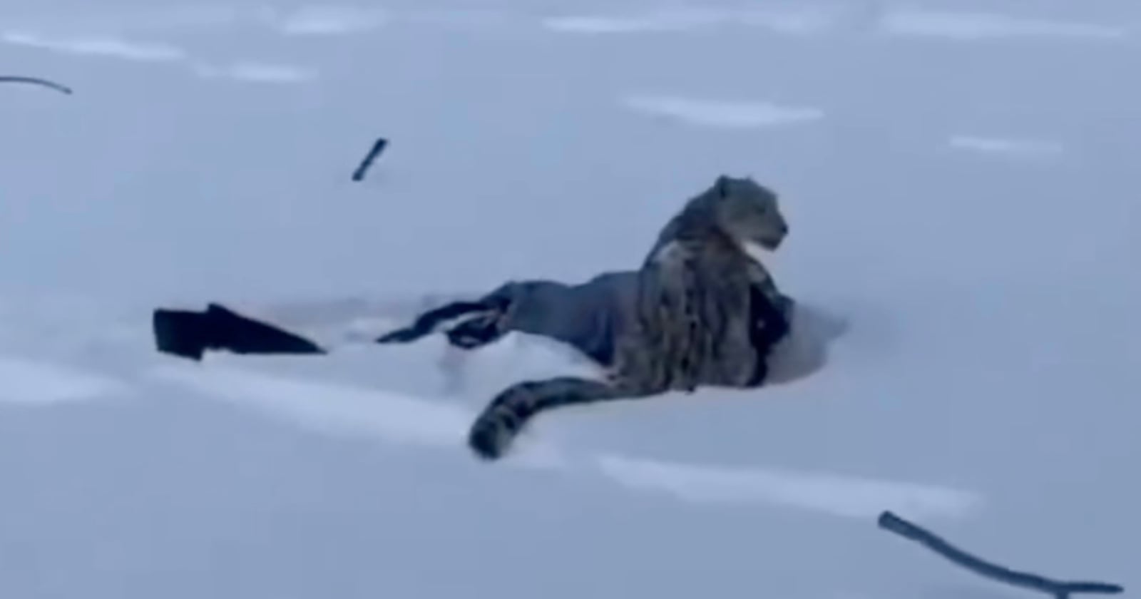 Tourist is Mauled by Snow Leopard While Trying to Take Photo of Animal