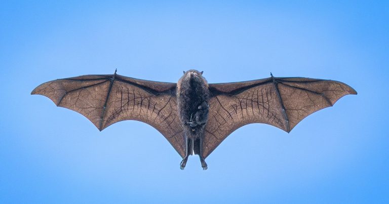 Photographer’s Unique Image of a Flying Fox Carrying its Pup Mid-Flight