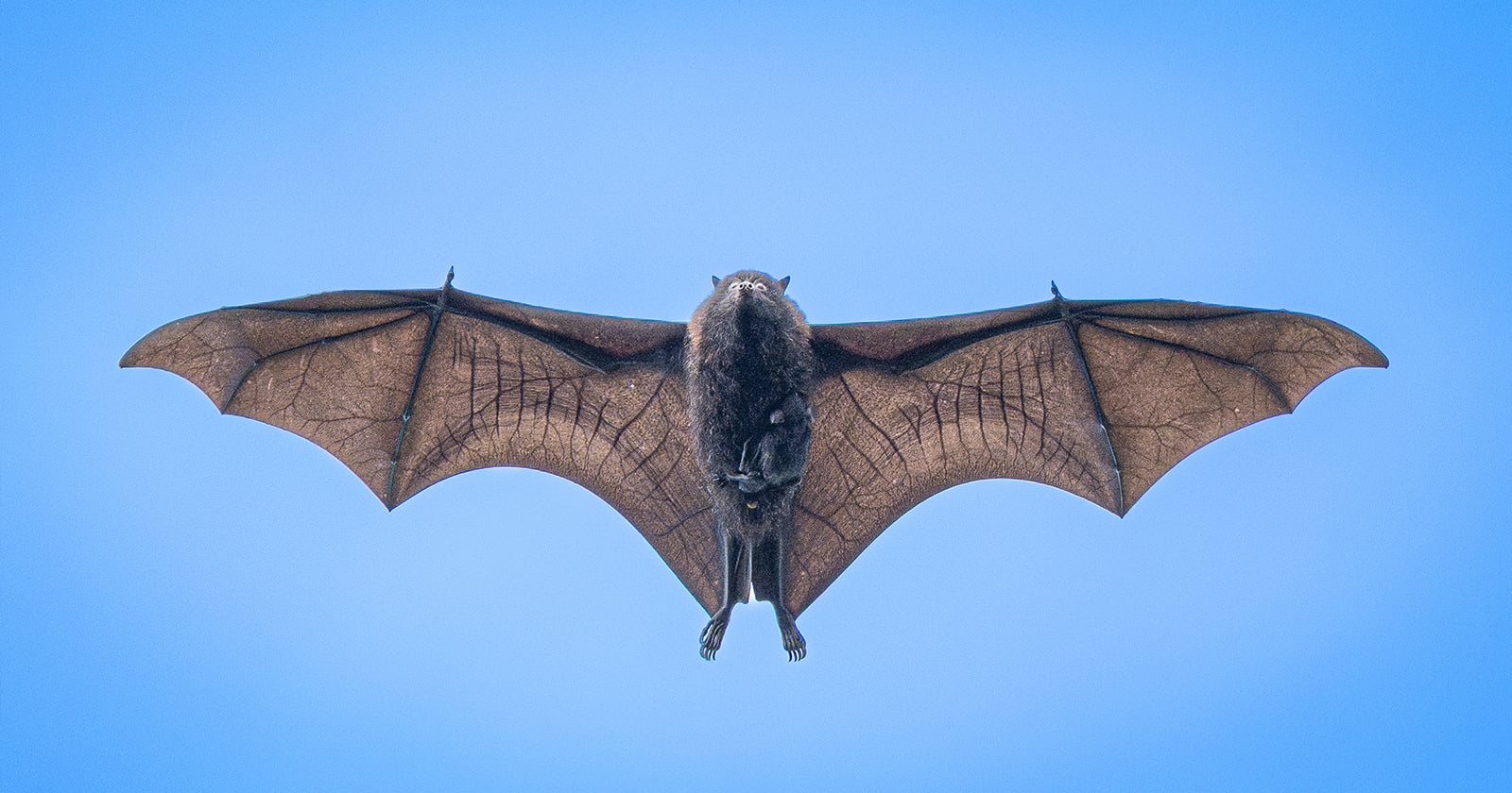 Photographer’s Unique Image of a Flying Fox Carrying its Pup Mid-Flight