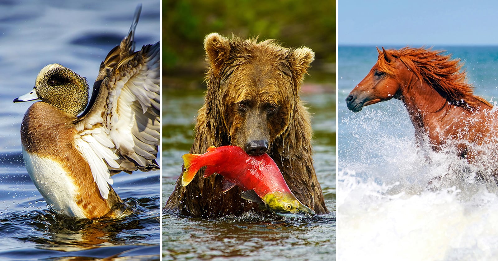 How to Capture Unique Wildlife Photos