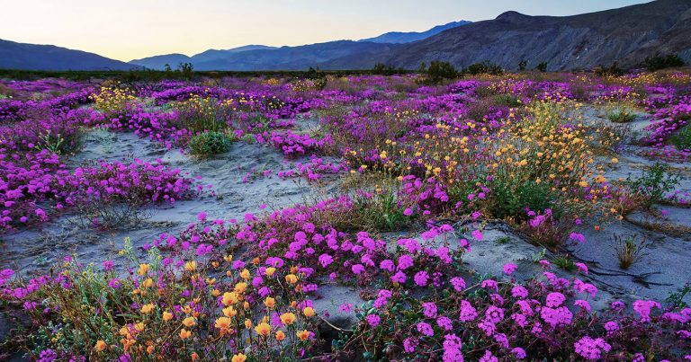 Wildflower Superbloom Sweeps Death Valley for First Time in 10 Years
