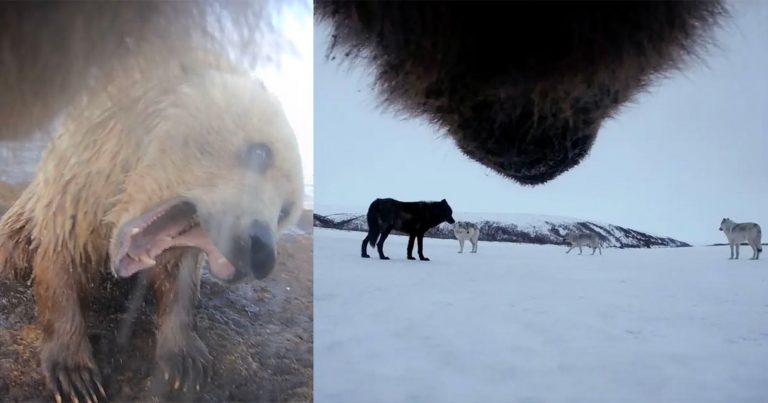 Grizzly Bears Film Their Lives in Remote Arctic