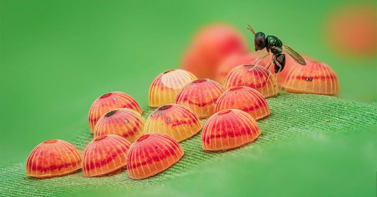 Photo of Parastic Wasp Preying on Butterfly Eggs Wins Entomological Society Competition