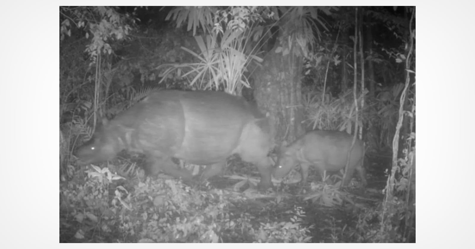 Critically Endangered Javan Rhino Mother and Calf Spotted on Trail Cam