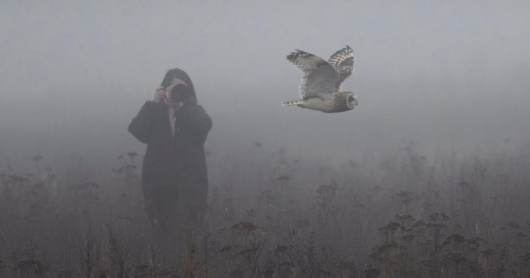 Shot of Photographer Looming Over an Owl Highlights Growing Problem