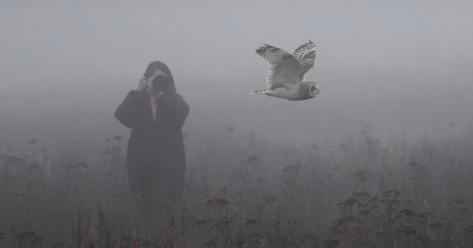 Shot of Photographer Looming Over an Owl Highlights Growing Problem