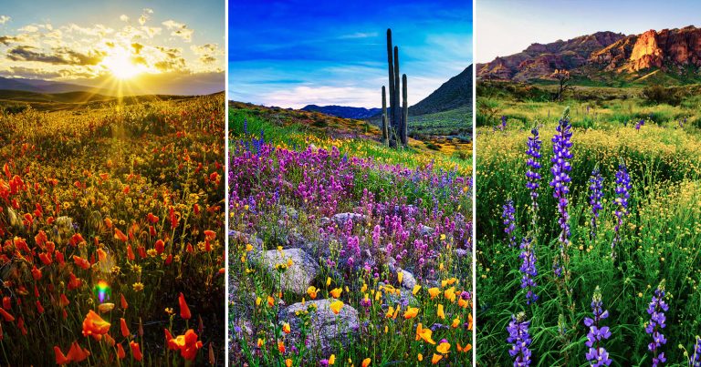 The Photographer’s Guide to Capturing Wildflower Superblooms