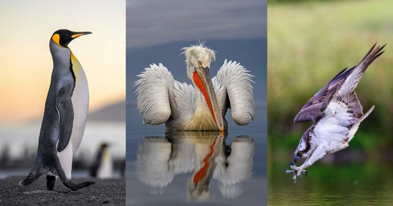 The Best of Bird Photography: 2025 SINWP Winners