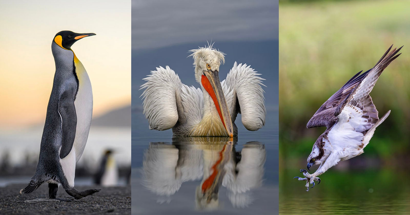 The Best of Bird Photography: 2025 SINWP Winners