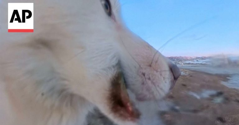 Sled Dog Steals 360 Camera, Hits Record, and Hides It