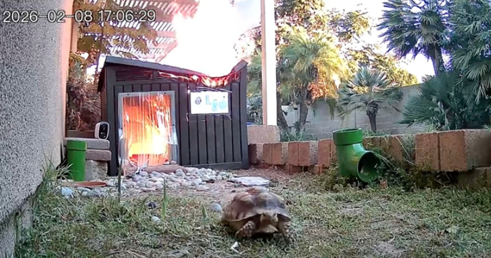 Security Camera Captures Tortoise Slowly Fleeing Fire