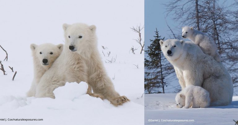 Heart-Melting Photos of Polar Bear Mother and Cubs Mark International Polar Bear Day