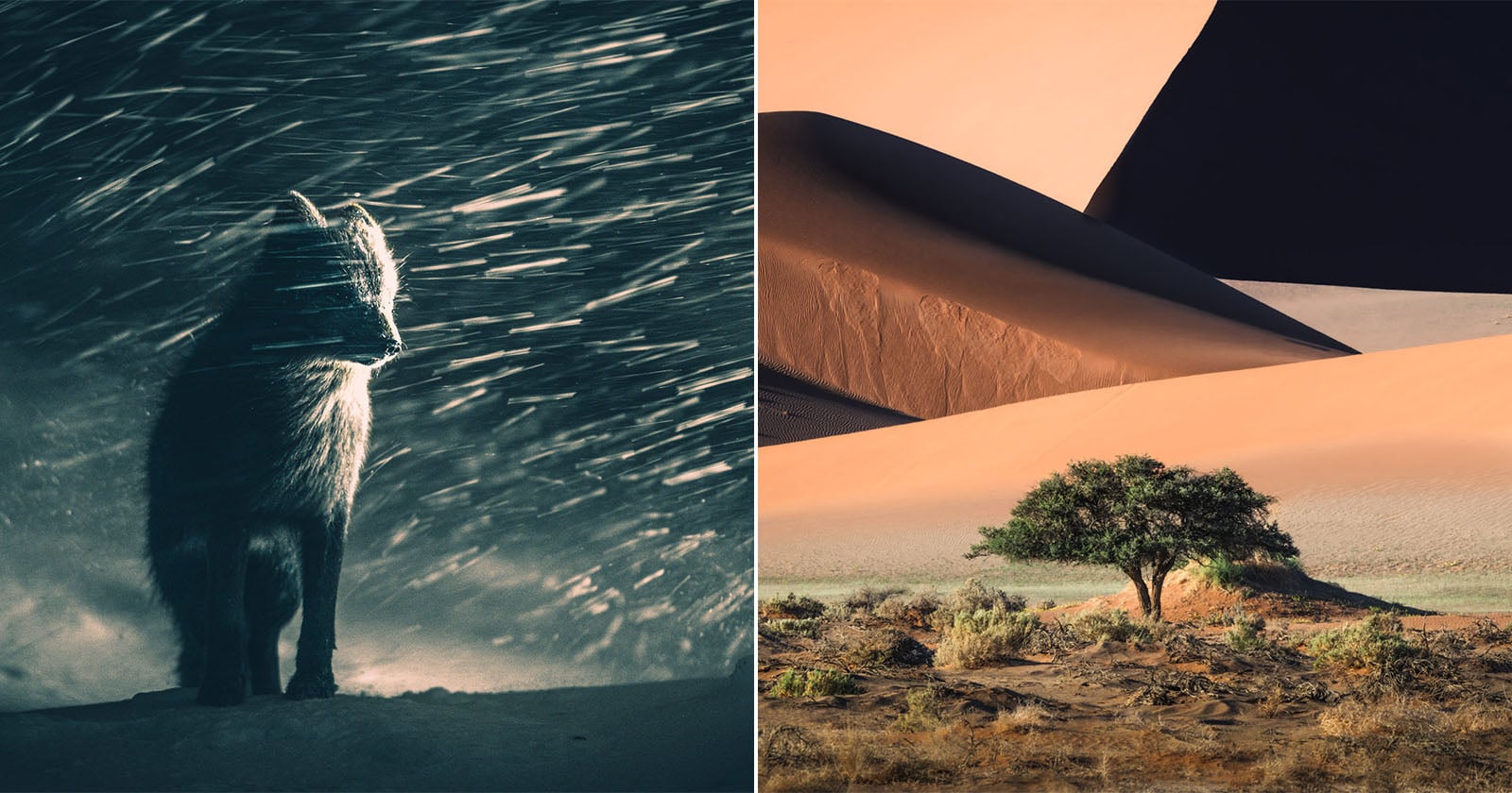 All 130 Sony World Photography Awards Open Competition Winners