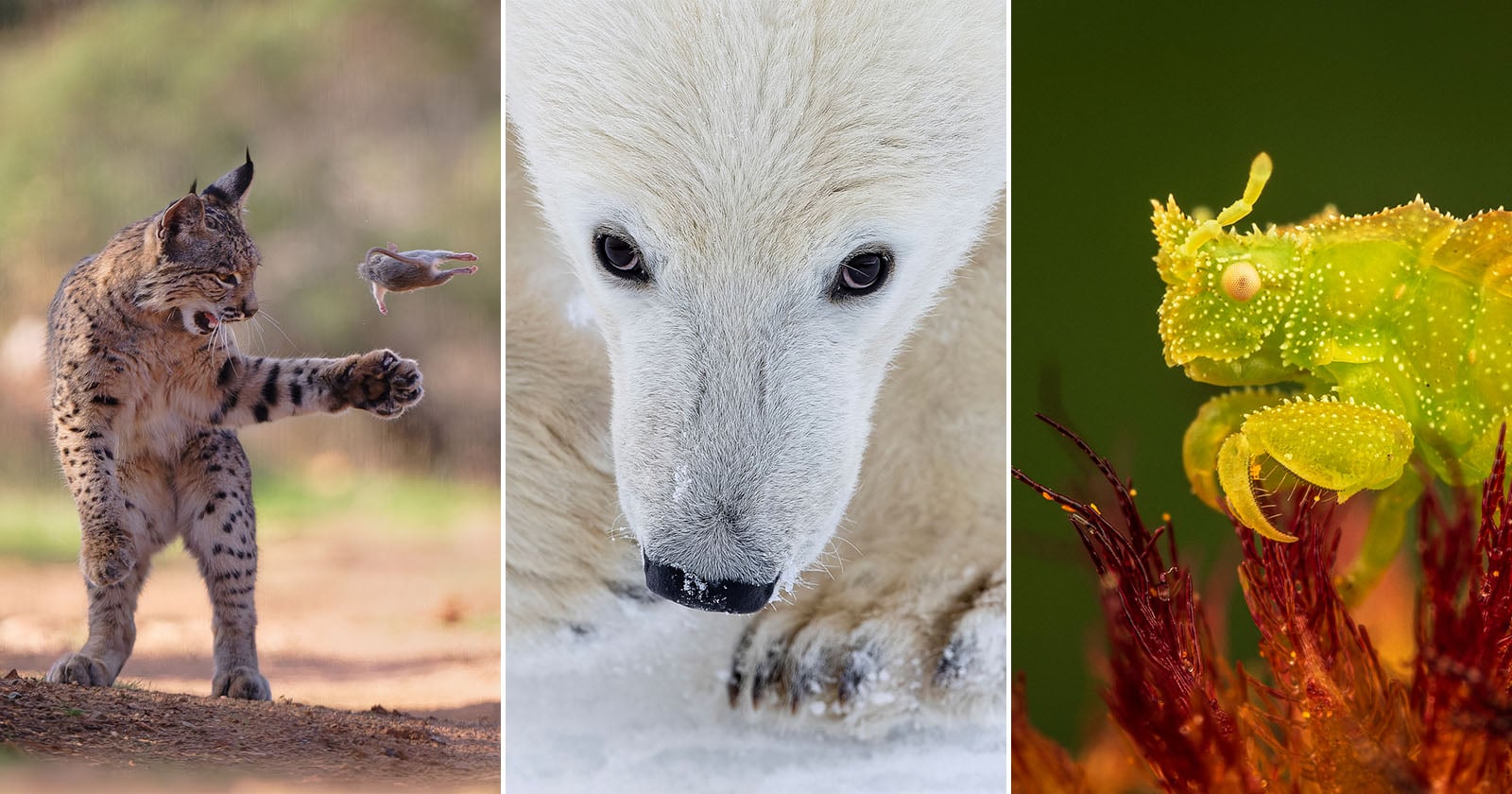 The Final 24 Images of Wildlife Photographer of the Year 2025