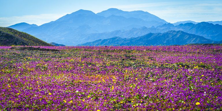 Photographer Drives 1,000 Miles to Death Valley for Spectacular Superbloom