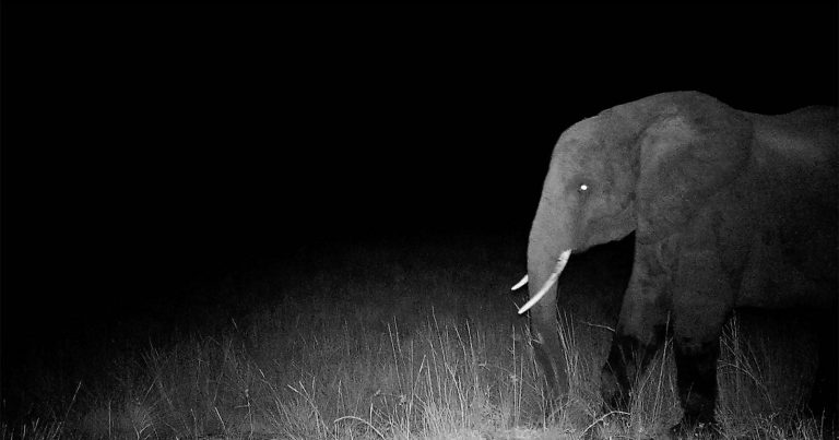 Werner Herzog Captures a Man’s Tireless Search for Ghost Elephants