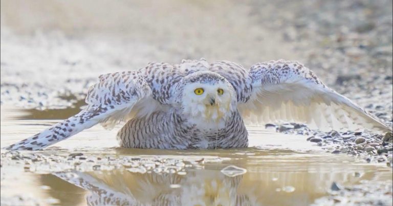 10 Amazing Bird Videos From the 2025 Audubon Photography Awards