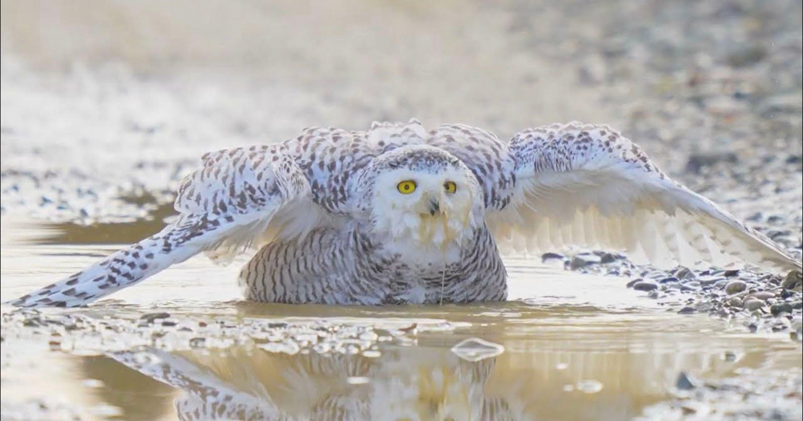 10 Amazing Bird Videos From the 2025 Audubon Photography Awards