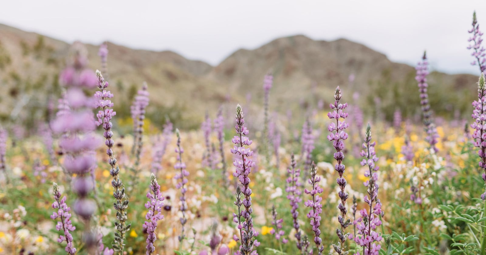 Hipcamp Launches Interactive California Superbloom Forecast