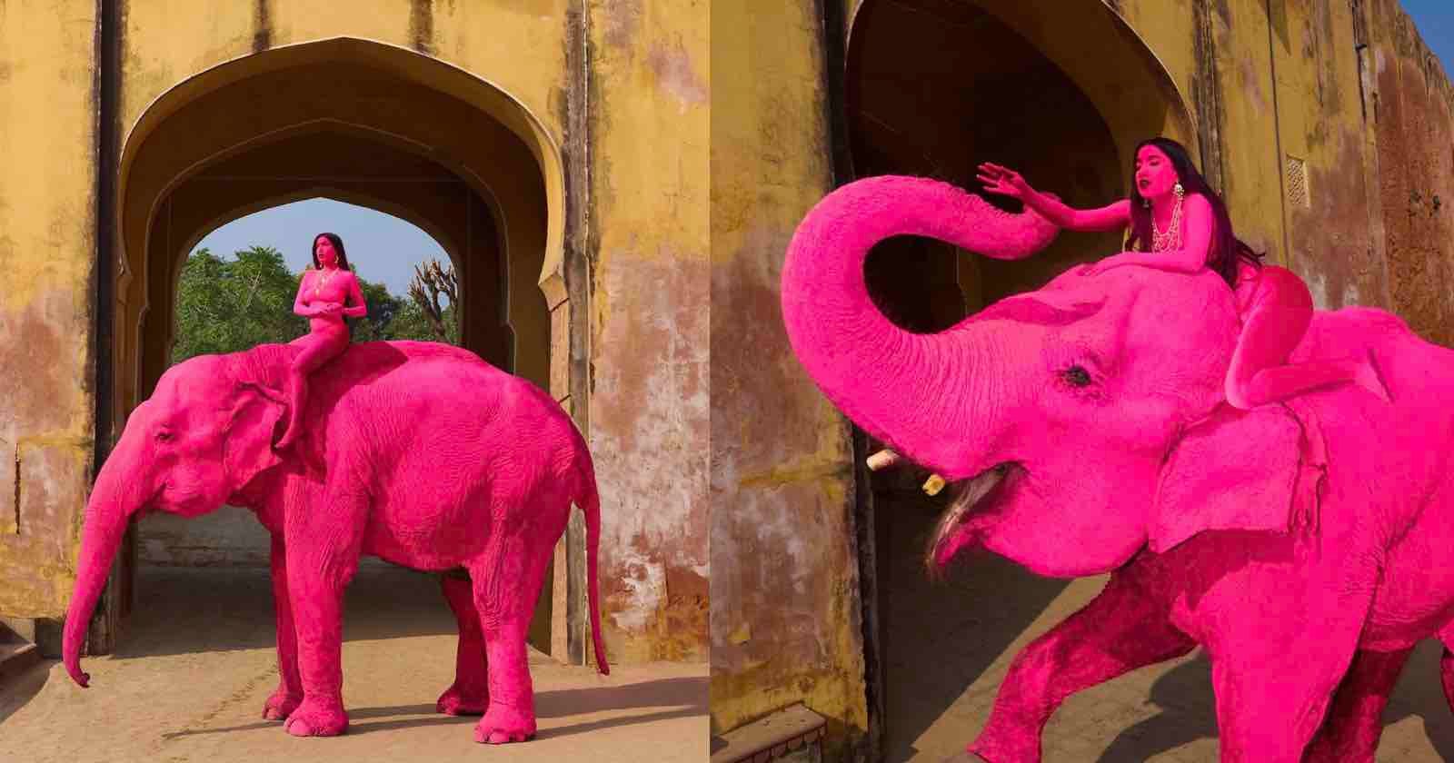 Photographer Faces Backlash After Painting Elephant Pink